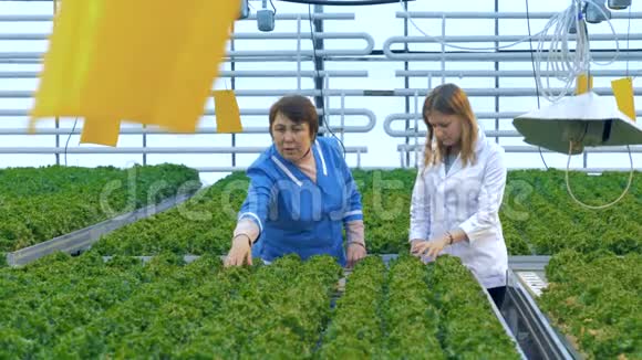 生态食品概念两位女科学家在温室里检查作物视频的预览图