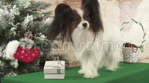 帕皮龙狗正在寻找他的礼物附近的新年树股票录像视频视频的预览图