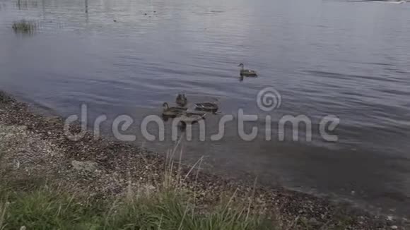一群鸭子在池塘的灌丛中游泳野生鸟类在它们的栖息地视频的预览图