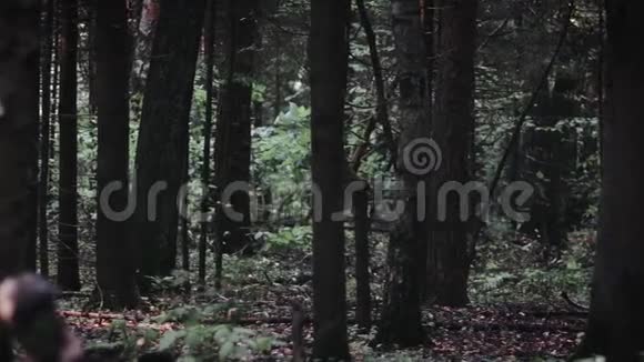 日落时的神秘森林视频的预览图