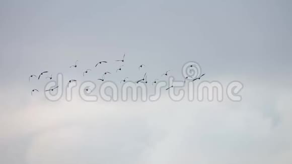 亚洲鹳鸟的雀鸟在天空中飞翔视频的预览图