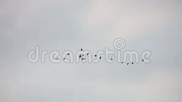亚洲鹳鸟的雀鸟在天空中飞翔视频的预览图