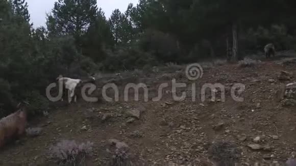 土耳其松林山羊群视频的预览图