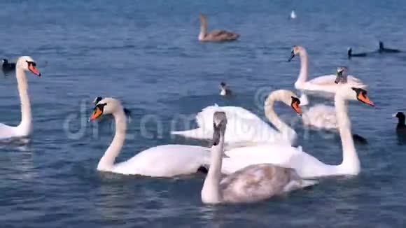 成群的鸟白天鹅和鸭子正在海水中游泳视频的预览图