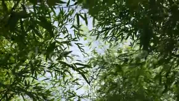 透过茂密的竹叶植物向上看4K视频的预览图