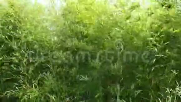 透过茂密的竹叶植物向上看4K视频的预览图