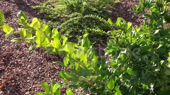 用植物灌木新种植花园床园林设计视频的预览图