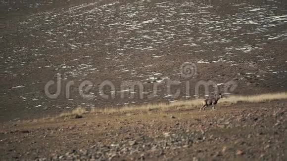 雄山野羊在山麓视频的预览图