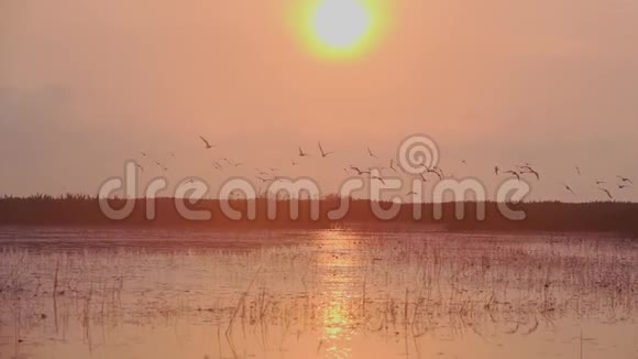 日出时鸟群飞过湖面视频的预览图