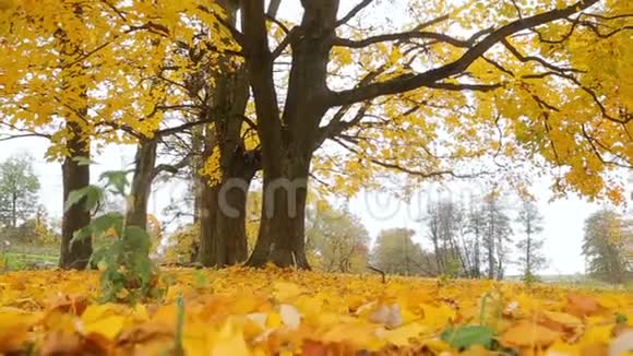 印度夏季初秋一棵树的草坪上的叶子地毯上有秋色的色调视频的预览图