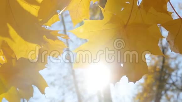 柔和的秋日温暖的阳光透过黄色的枫叶照耀着印度的夏天视频的预览图