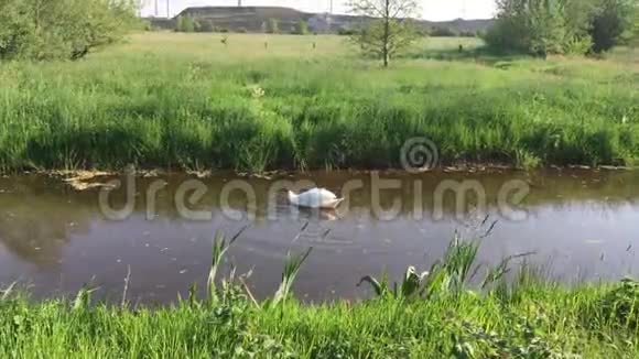 天鹅正在河边游泳正在寻找食物视频的预览图