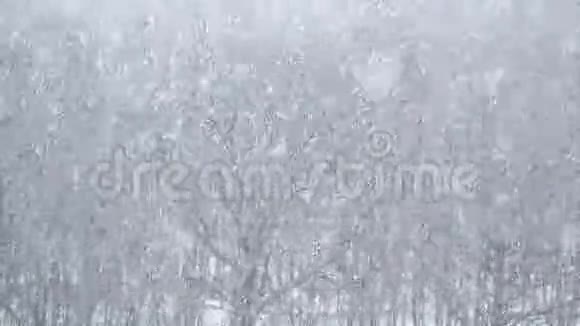 森林中裸露树木上的大雪视频的预览图