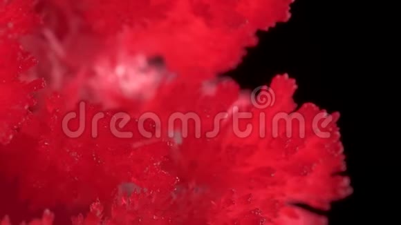 框架内实验室内生长的晶体红色的水晶是明亮而美丽的在黑色的背景上视频的预览图