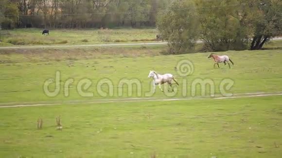 奔跑的马群视频的预览图