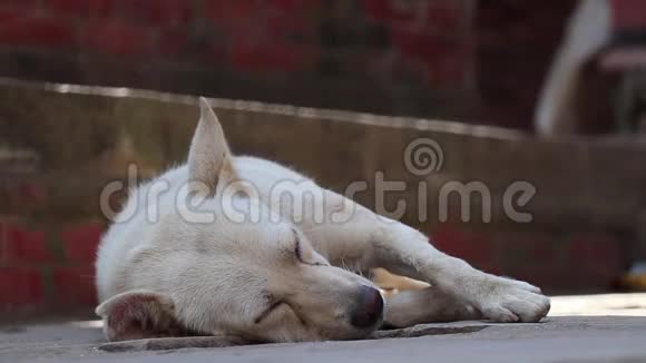 流浪狗睡在路边视频的预览图