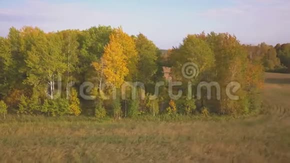 秋天沿着美丽的桦树林飞翔峡谷里的黄桦树空中景观视频的预览图