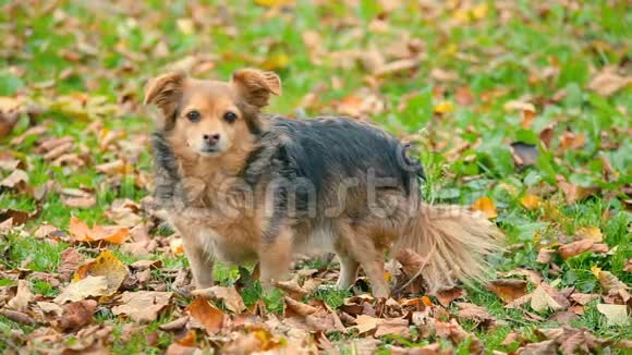 在秋天落叶的草坪上友好的狗视频的预览图