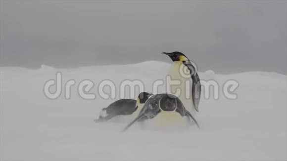 帝企鹅在冰雪中视频的预览图