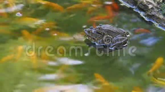 两只青蛙在池塘里交配视频的预览图