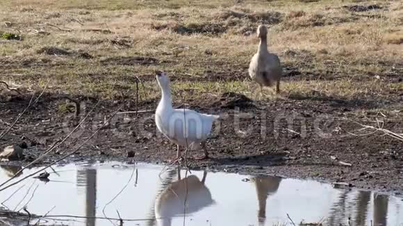 在水坑里游泳的家养大雁视频的预览图