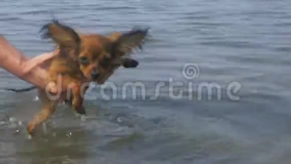 狗在游泳前接受训练视频的预览图