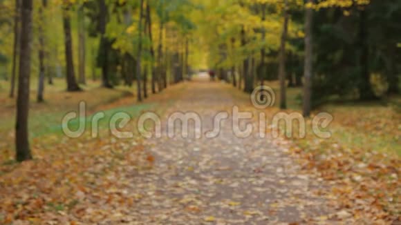 美丽的年轻女子在秋天的公园里等待着一个人她用枫叶花束微笑着对一个人说视频的预览图