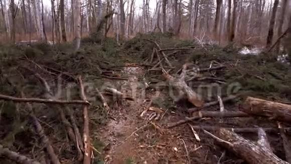 泰加的树木被砍伐了砍伐树木后放置视频的预览图