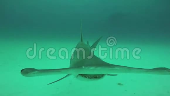 大锤鱼击水下摄影师海洋野生动物深度多样性视频的预览图