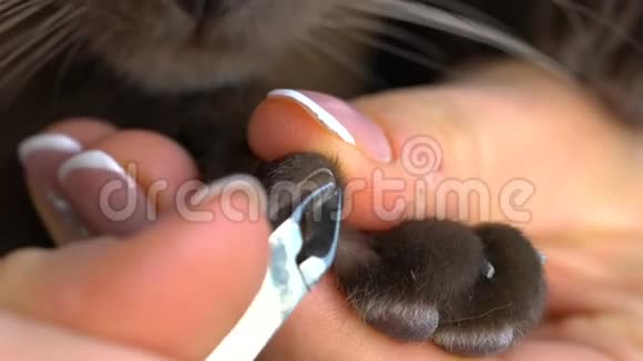 修剪爪子缅甸猫视频的预览图