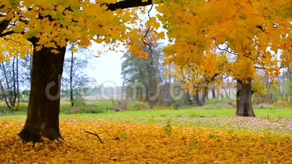 秋天的叶子落在树叶地毯上秋天的色彩视频的预览图
