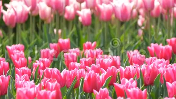 美丽的混合明亮的粉红色和白色郁金香在世界著名的皇家公园基肯霍夫郁金香野近景视频的预览图