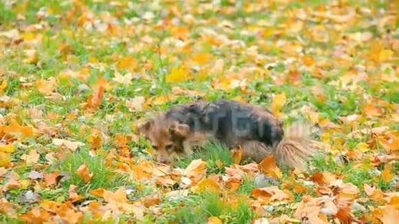 可爱的狗在秋深的草坪上玩耍视频的预览图