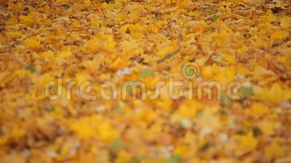 一棵巨大的孤独树的金色叶子在印度夏季最后一个秋色的草坪上伸展开来视频的预览图