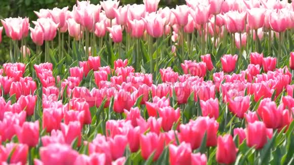 美丽的混合明亮的粉红色和白色郁金香在世界著名的皇家公园基肯霍夫郁金香野近景视频的预览图