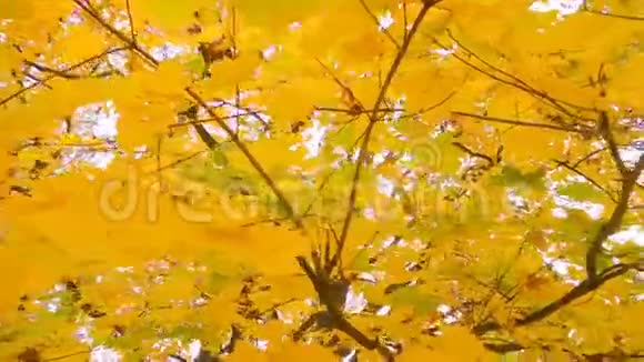 雄伟的枫树在金色的秋天或印度的夏天的华丽装饰中扮演秋天的色彩视频的预览图