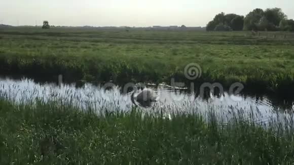 天鹅正在河边游泳正在寻找食物视频的预览图