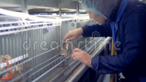一只小鸡正从笼子里取出由一名工人检查后放回原处视频的预览图