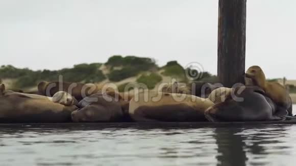 海狮在莫罗湾港中部的浮动码头上休息视频的预览图