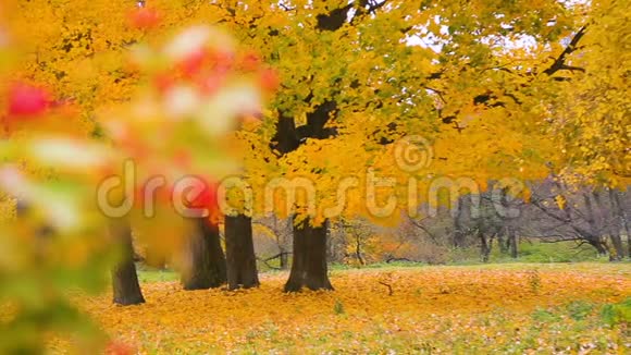 在美丽的秋天印度夏季花园景观的背景下红色的颤栗浆果视频的预览图