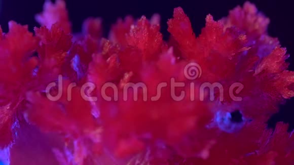 美丽的红色谷物生长晶体蓝色背光背景上美丽的红色晶体很棒的元素视频的预览图