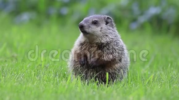 春天清晨年轻的土拨鼠站在绿草地上动着嘴视频的预览图