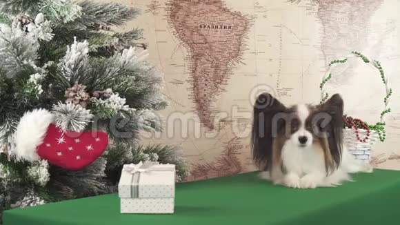 Papillon狗正在新年树旁等待礼物视频的预览图