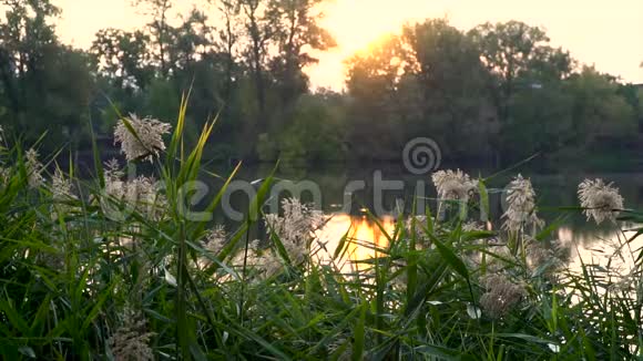 河岸上的日出在第一个平面图上有芦苇的景观和温暖的阳光穿过河流的树木视频的预览图