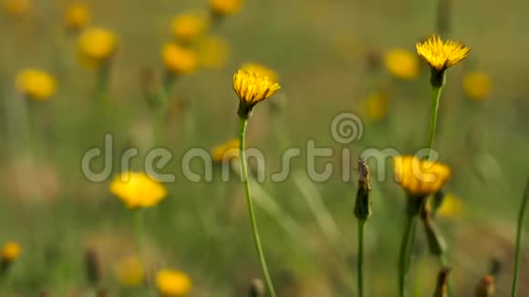 黄花在风中翩翩起舞视频的预览图