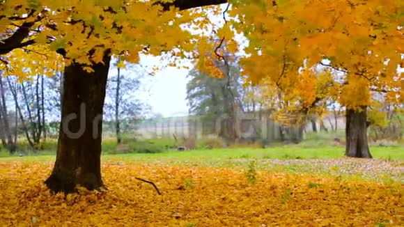 秋叶黄落在叶毯上是印度夏季的秋色视频的预览图