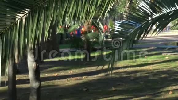 林荫大道背景上的一片棕榈叶有孩子的人在晴朗的晴天散步4k视频的预览图