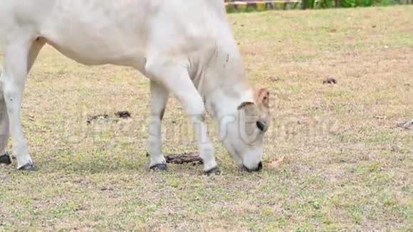 热带农村养牛场中吃树草的雌性肉牛亚洲农村农业视频的预览图