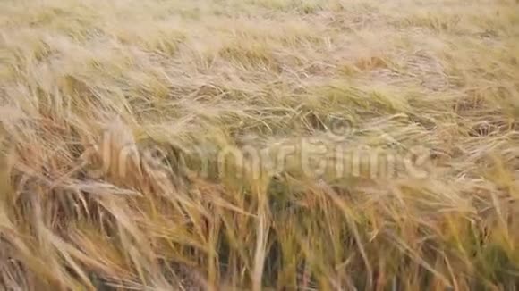 有成熟小麦穗状花序的谷地视频的预览图