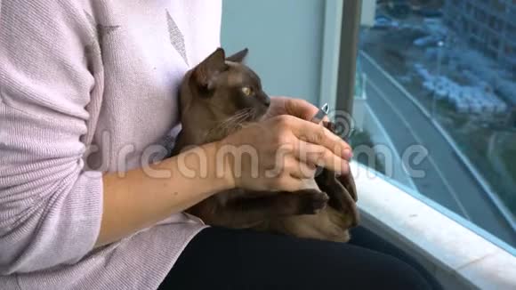 修剪爪子缅甸猫视频的预览图